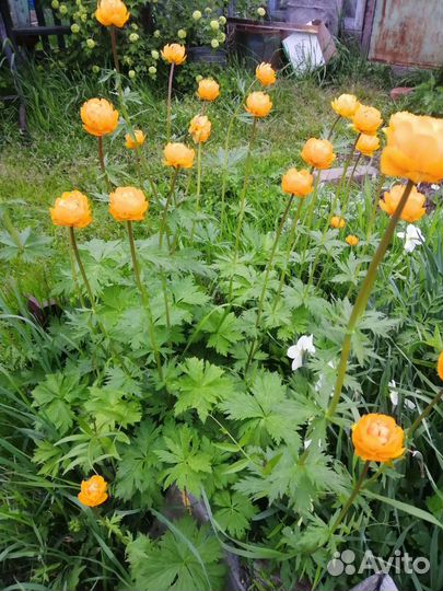 Купальница