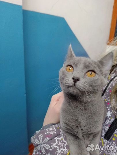 Русская голубая кошка котенок
