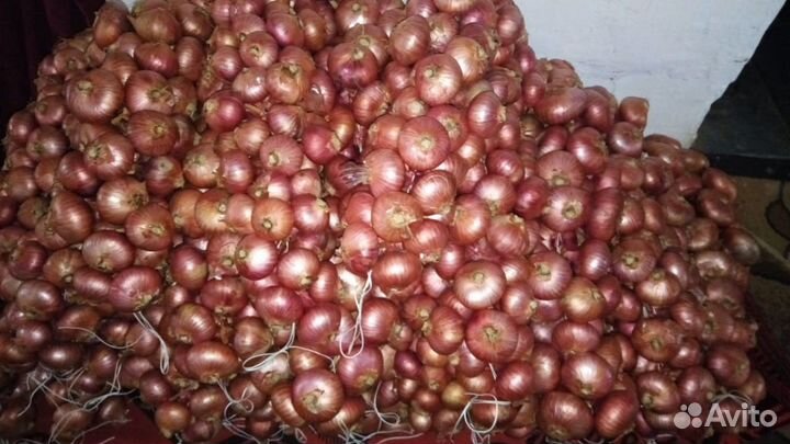 Лук семейный Чапаевский