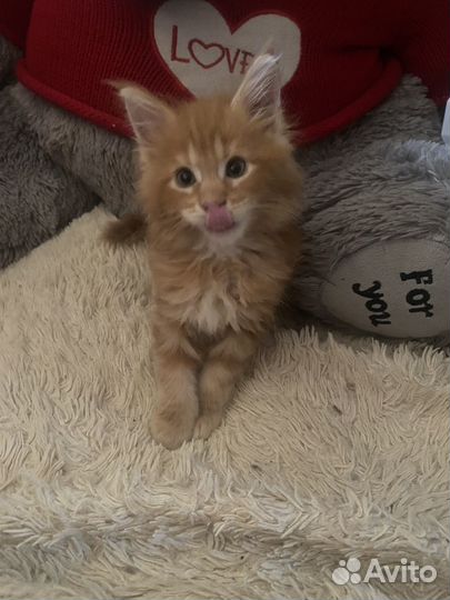 Котята мейн–куны:)