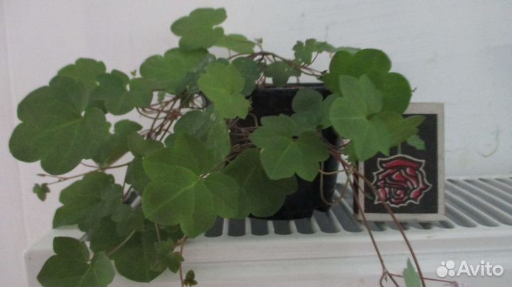 Цимбалярия постенная