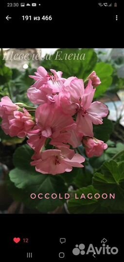 Пеларгония герань сортовая