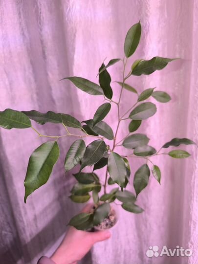 Фикус Бенджамина