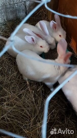 Кролики мясных пород