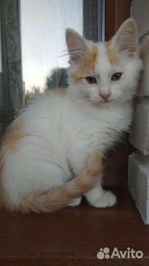 Котёнок мальчик