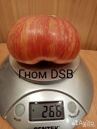 Семена томатов гномы