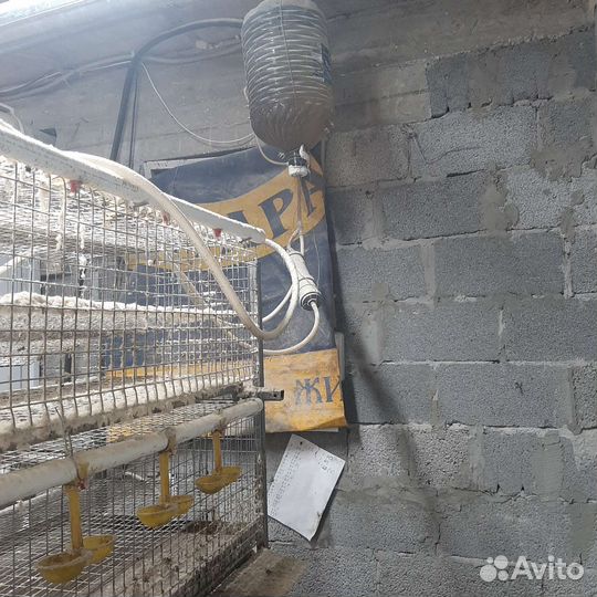 Клетки для перепелов