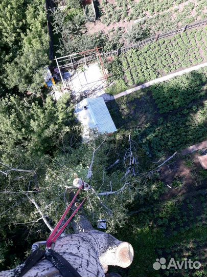 Спил деревьев