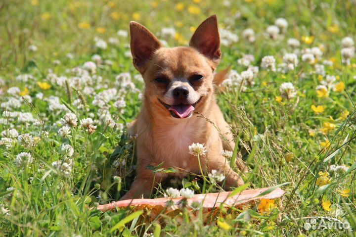 Передержка