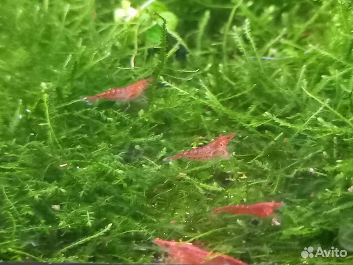 Аквариум 8 л