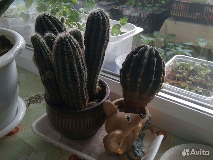 Кактус цветы