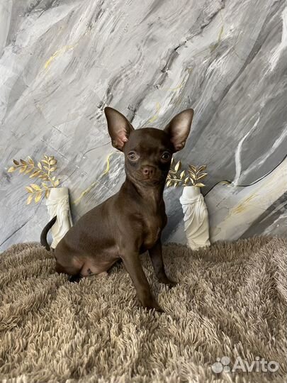 Чихуахуа роскрошный Биг Тайм