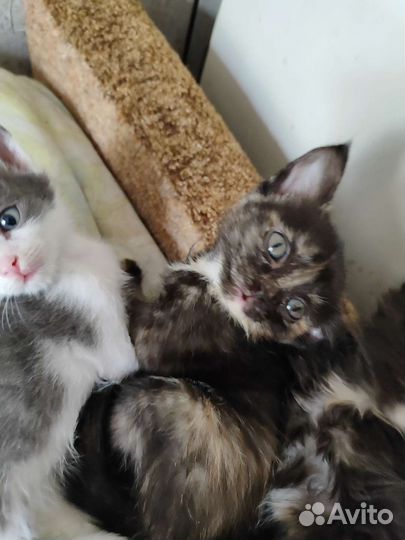 Кошка в дар