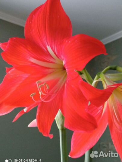 Гиппеаструм