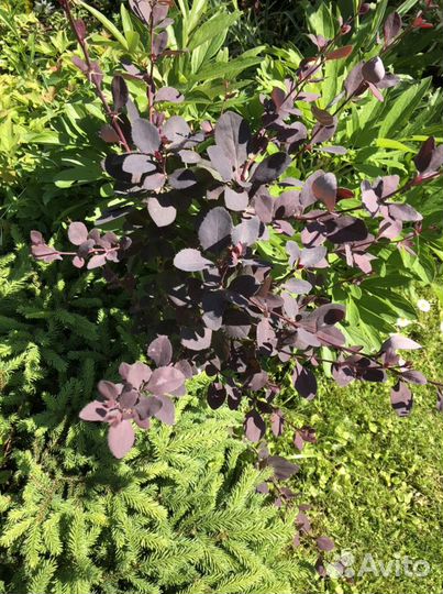 Барбарис тунберга