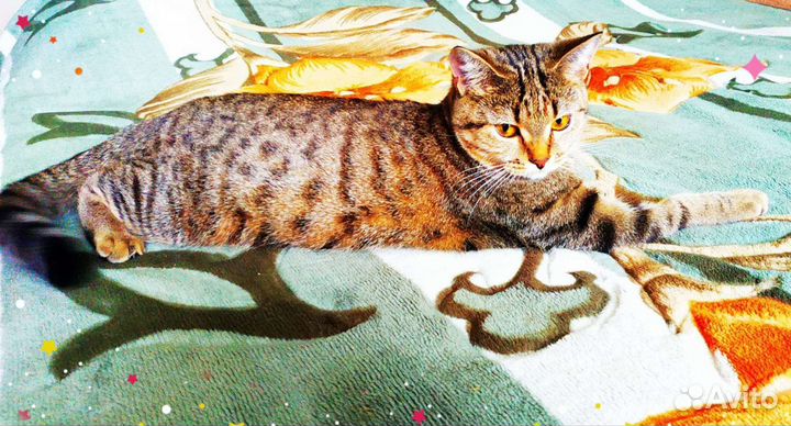 Стерилизованная кошечка ищет дом