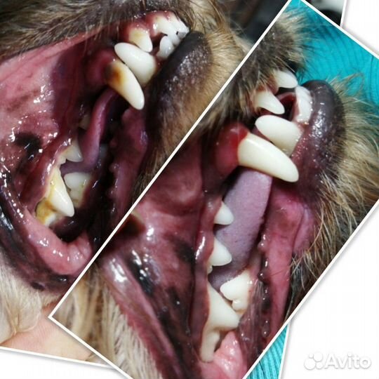 Уз чистка зубов животным