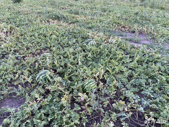 Арбуз оптом