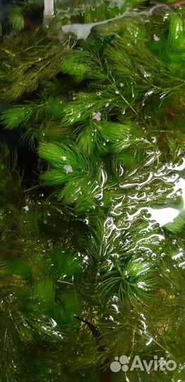 Роголистник для аквариума