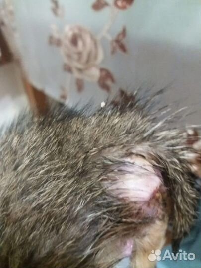 Котятам нужен дом и медицинская помощь