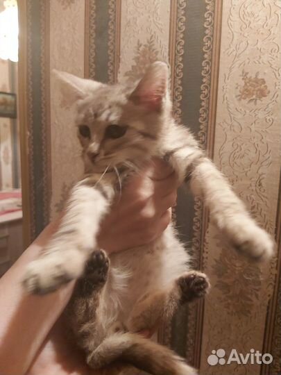 Помогите спасти бездомных серых котят