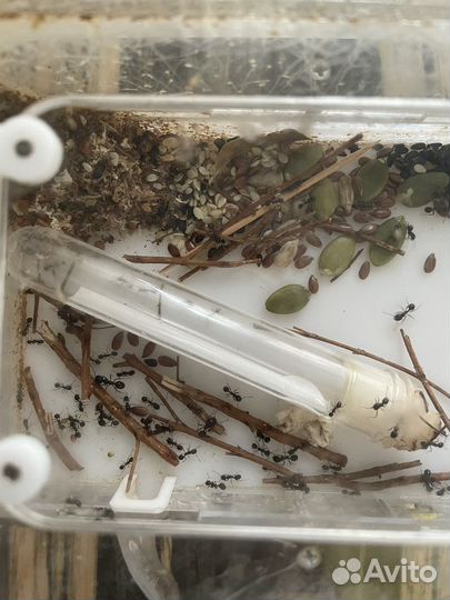 Муровьина ферма