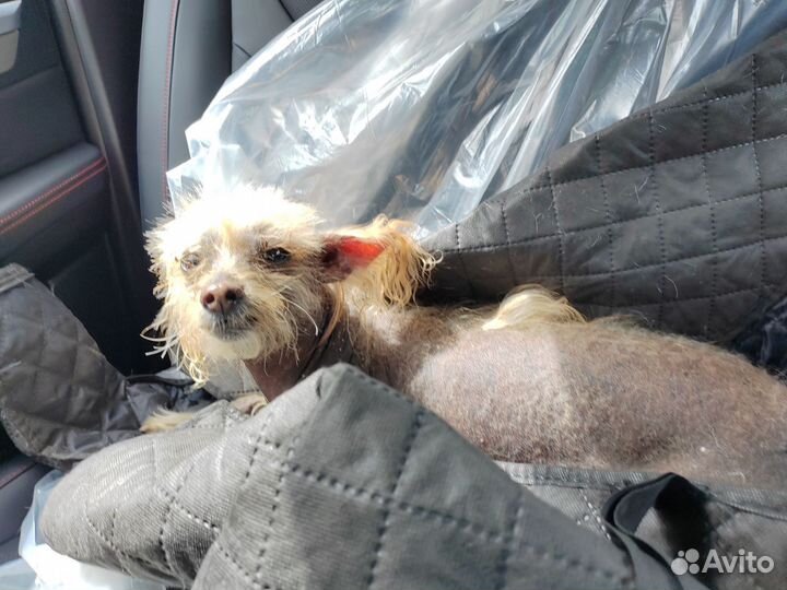 Нашлась собака