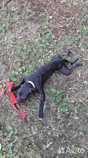 Американский питбультерьер