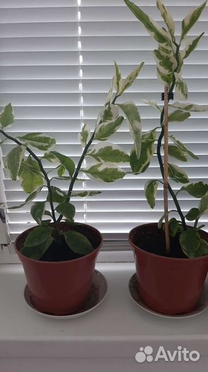 Педилантус