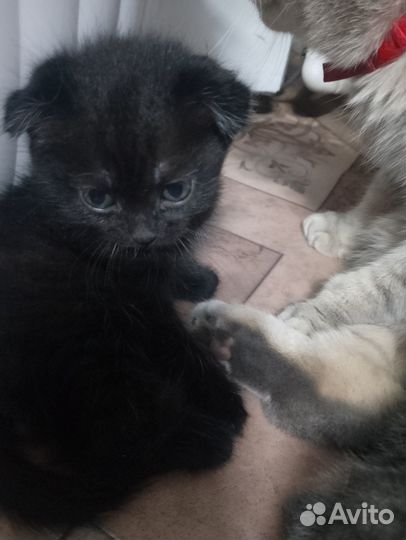 Вислоухие котята