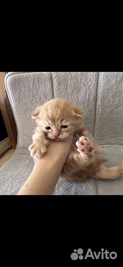 Шотландские котята