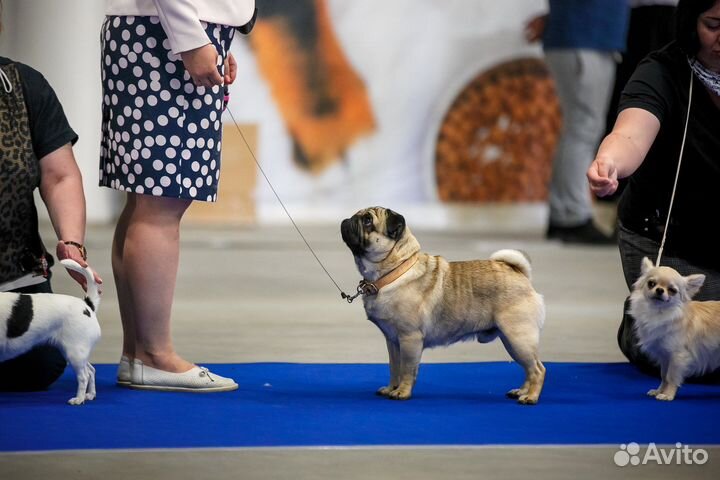 Мопс вязка мальчик