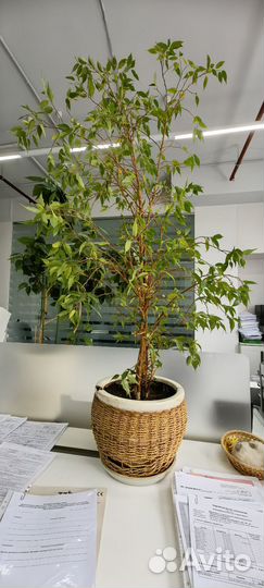 Фикус бенджамина