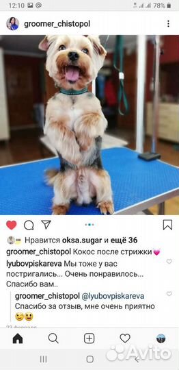 Вязка Йоркширский терьер