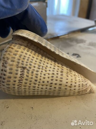 Морские ракушки раковины