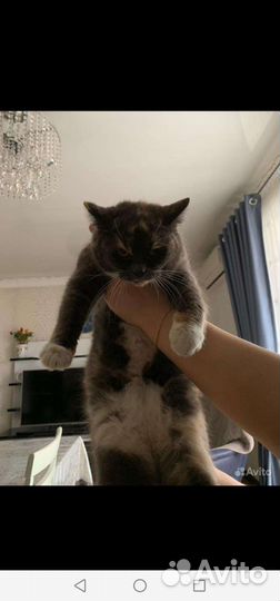 Кошка бесплатно