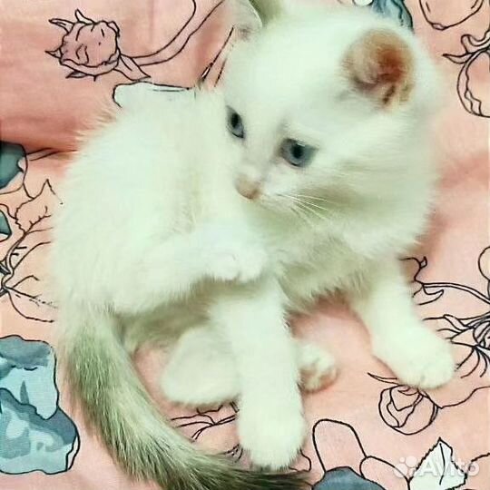 Турецкая ангора