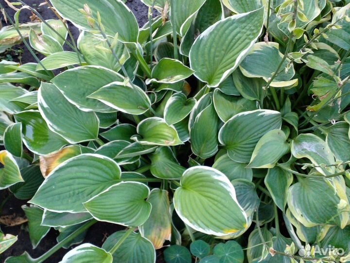 Хоста сортовая