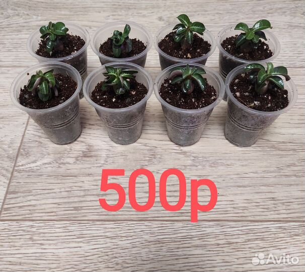 Адениум - барашек