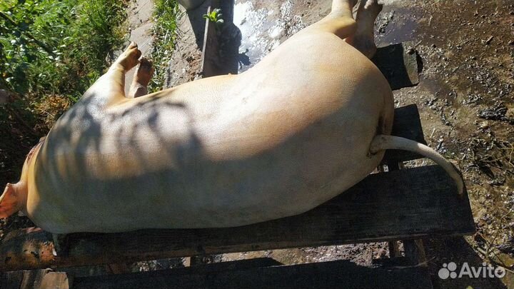 Домашние мясо свинина