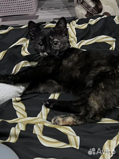 Кошечка в добрые руки