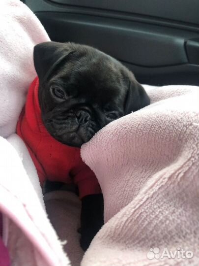 Щенок мопса черный
