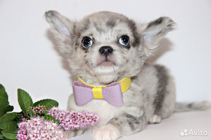 Нарядный пупсик