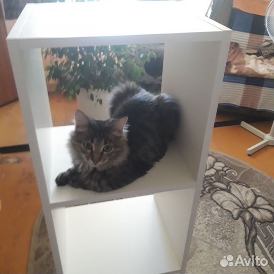 Кошка,кот