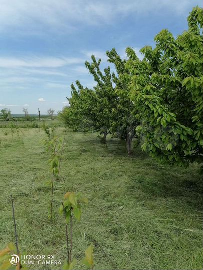 Участок 18 сот. (СНТ, ДНП)