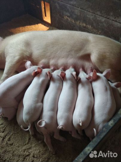 Поросята