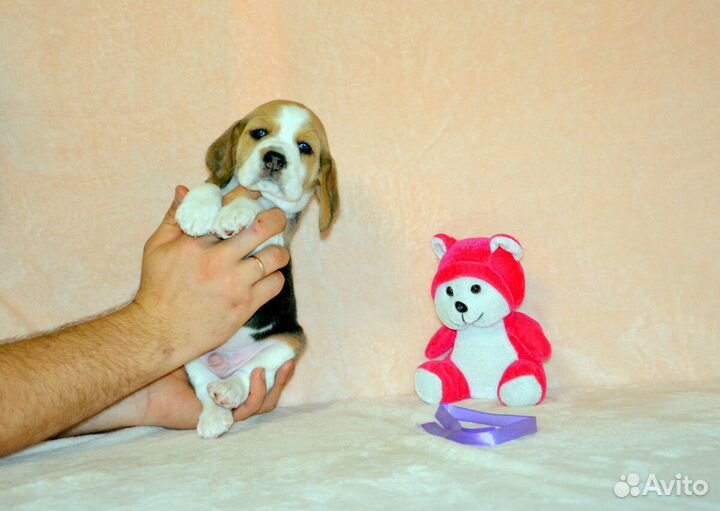 Бигль щенки