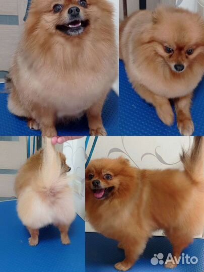 Груминг собак