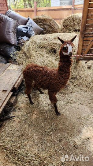 Альпака и лама, в наличии без предоплаты
