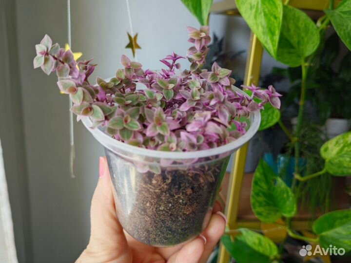 Каллизия розовая пантера